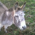 Larry the motivational donkey logo