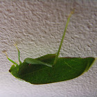 Gum-leaf Katydid