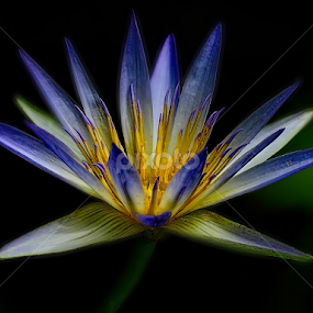 Water Lily by Nikola Vlahov - Flowers Single Flower
