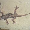 Gecko