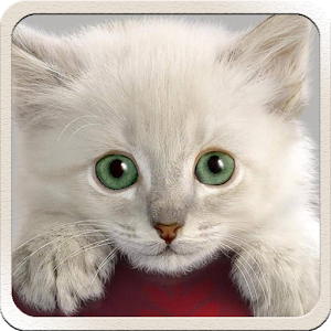 Cute Cat Wallpapers 1.0