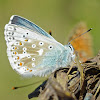 Chalkhill Blue - Argus bleu-nacré (male)