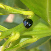 Black Ladybird Beetle