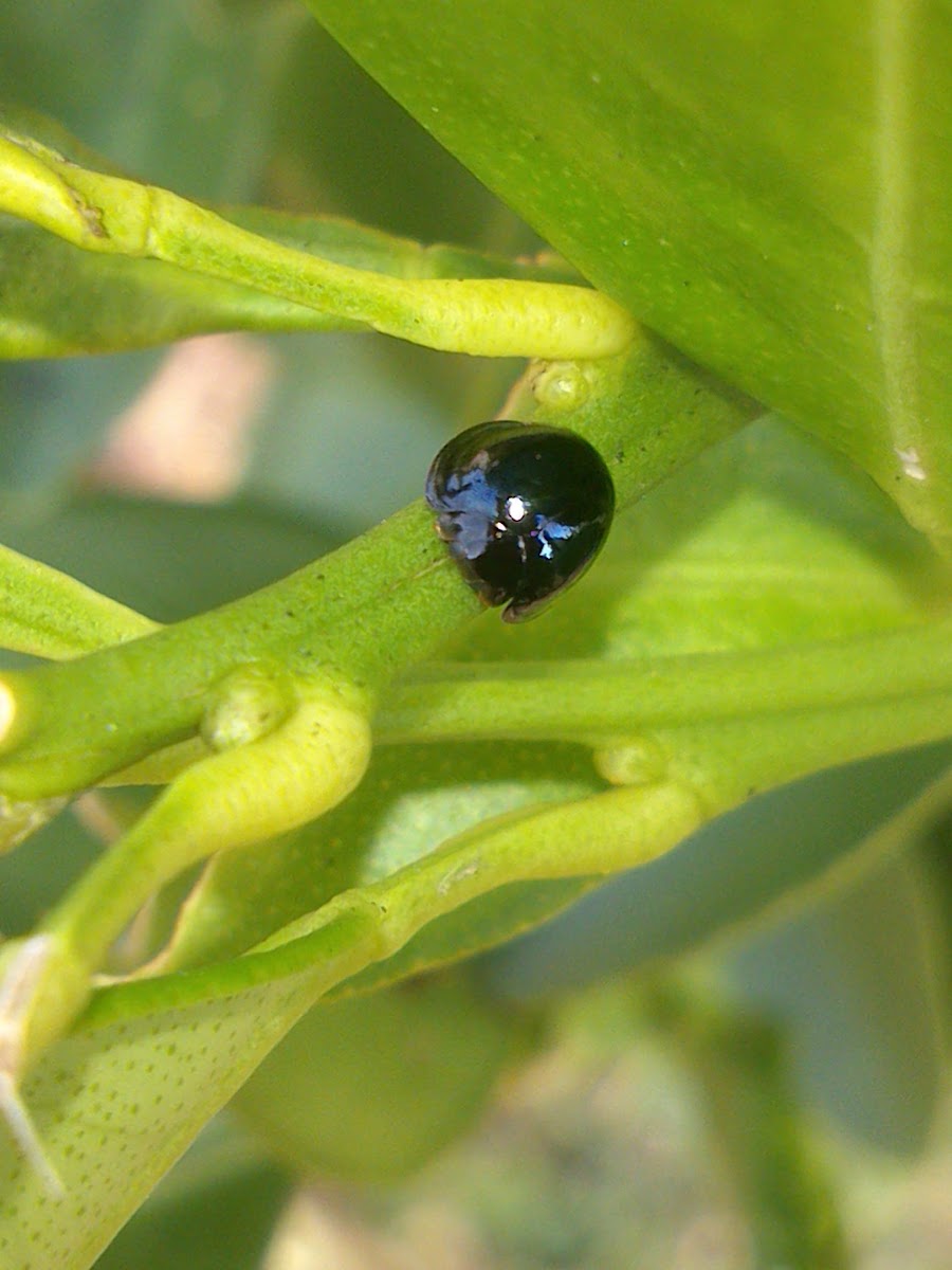 Black Ladybird Beetle