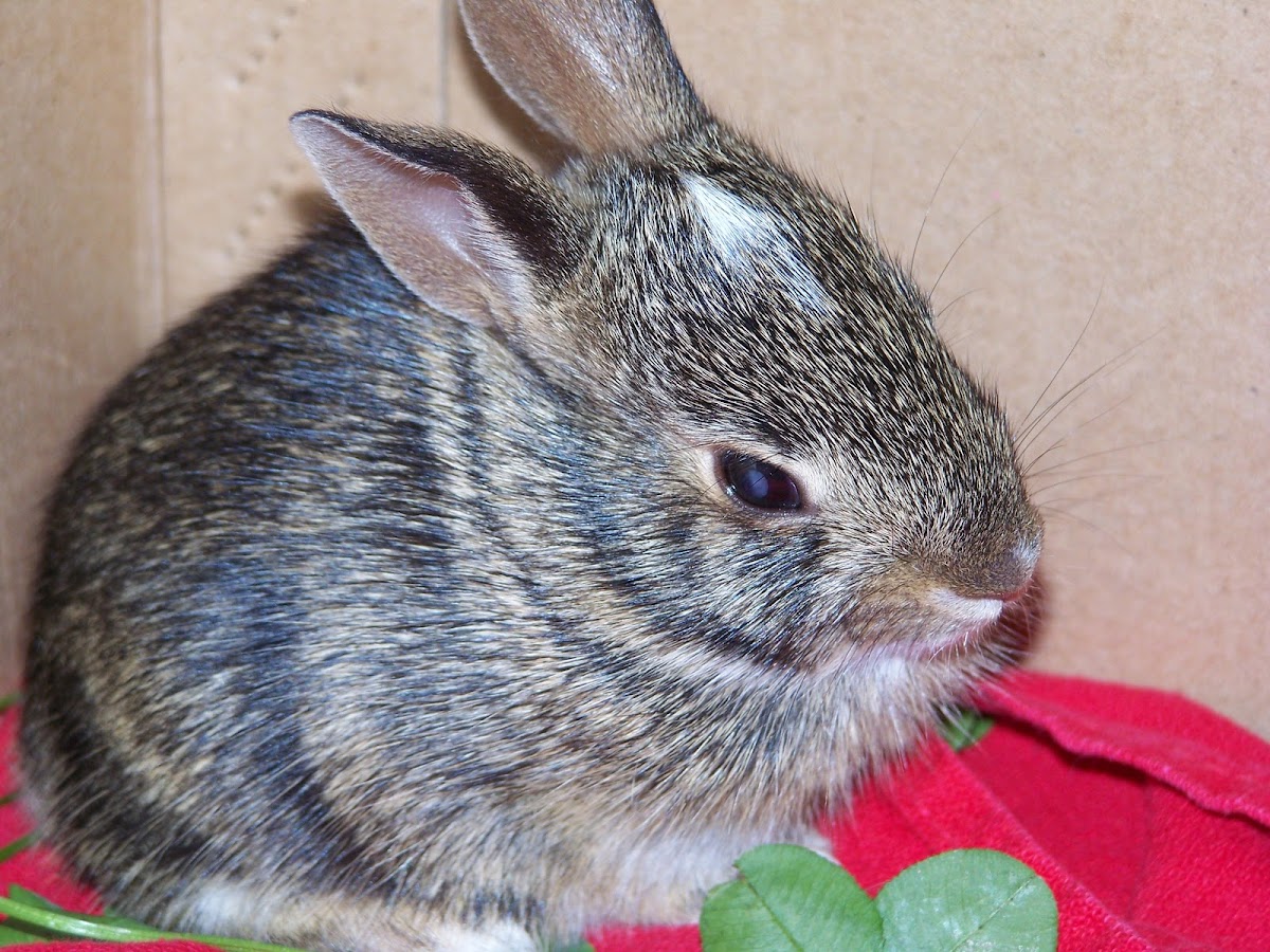cottontail rabbit