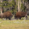 American Bison