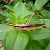 Two striped Slant faced grasshopper