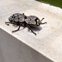 Ironclad beetle