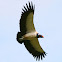 King vulture