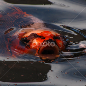 Dinner Time by Jennifer Wheatley-Wolf - Animals Fish