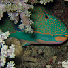 Bicolour Parrotfish