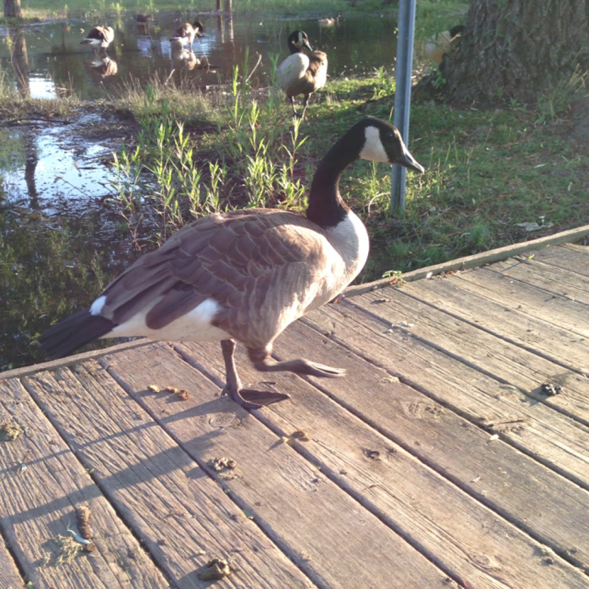 Canada Goose