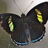 Widespread Eighty-eight Butterfly