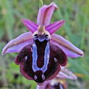 Spruner's orchid