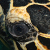 Green sea turtle