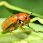 Clay Colored Leaf Beetle