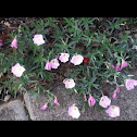 Showy pink primrose