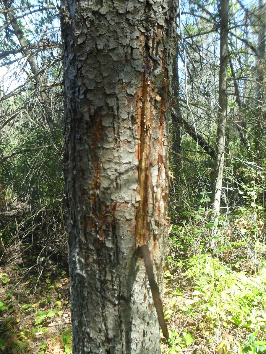 American Black Bear - Tree Scratches