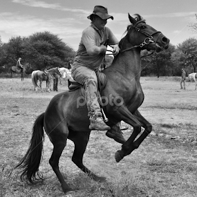 South-African Cowboy by Moné Ehlers - Animals Horses