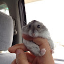 Campbell's dwarf hamster