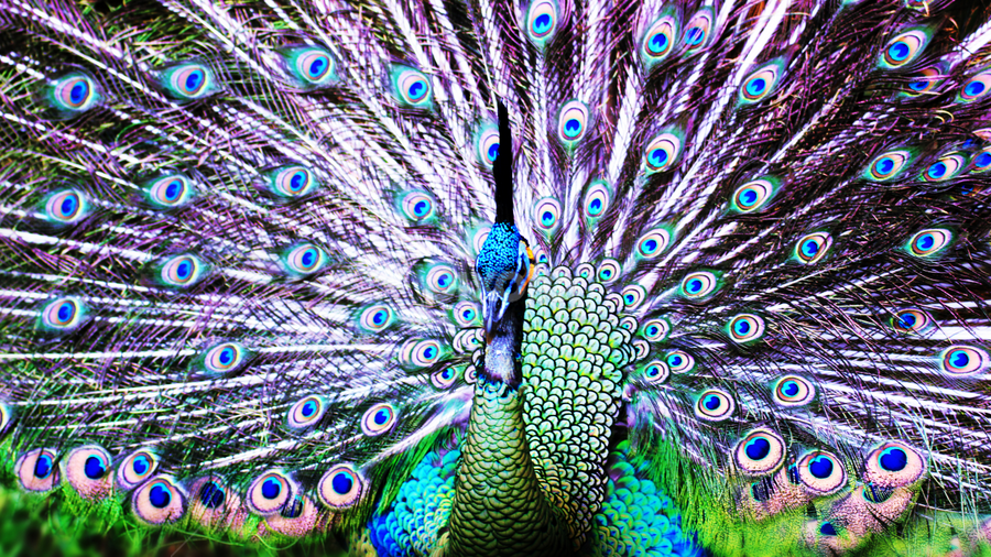 42 Gambar Burung Merak Mekar Terbaru