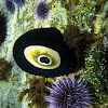 Giant Keyhole Limpet and Purple Sea Urchin