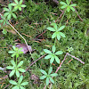 Bedstraw, Cleavers, Catchweed