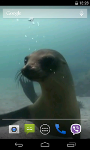 Free Download Fur seal Video Live Wallpaper APK