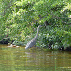 Great Blue Heron