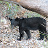 American Black bear