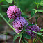 Red Clover