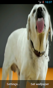 Free Labrador Licks Screen LWP APK for Android