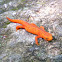 Eastern newt