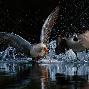 Mach die Flatter by Friedhelm Peters - Animals Birds