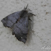 Seraph Moth