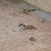 Meerkats