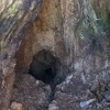 Animal burrow