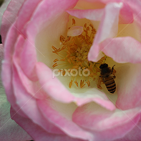 pink by তিত কুটি - Flowers Single Flower