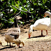 Domestic goose chicks
