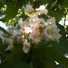 Catalpa Tree blossoms