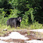 North American Black Bear