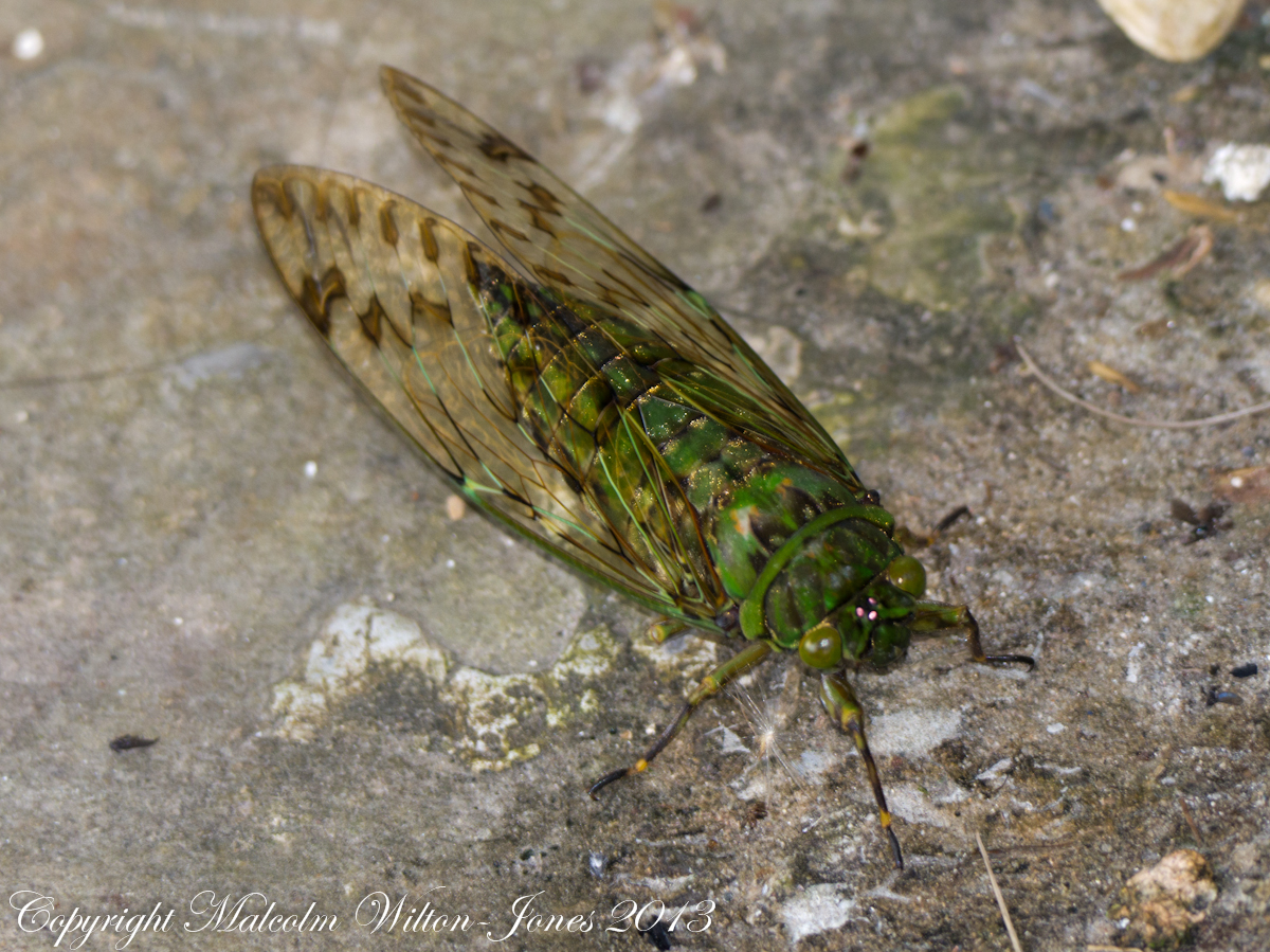 Kinabalu green fly