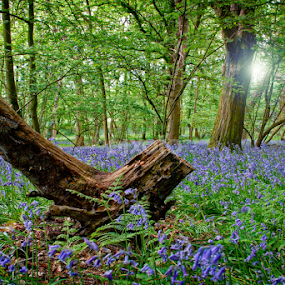 Bluebells by Jason Lovell - Landscapes Forests