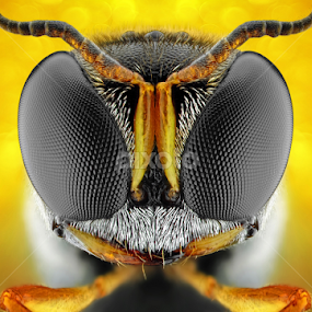 Square-Headed Wasp by Donald Jusa - Animals Insects & Spiders