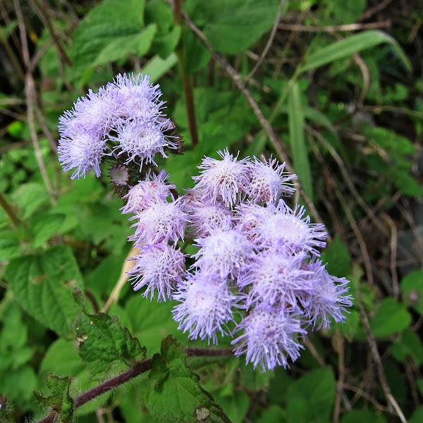 Blue Billygoat Weed Project Noah