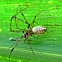 Tetragnathidae spider