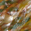 Psyllids attacked by ladybird larva