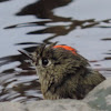 Ruby-crowned Kinglet