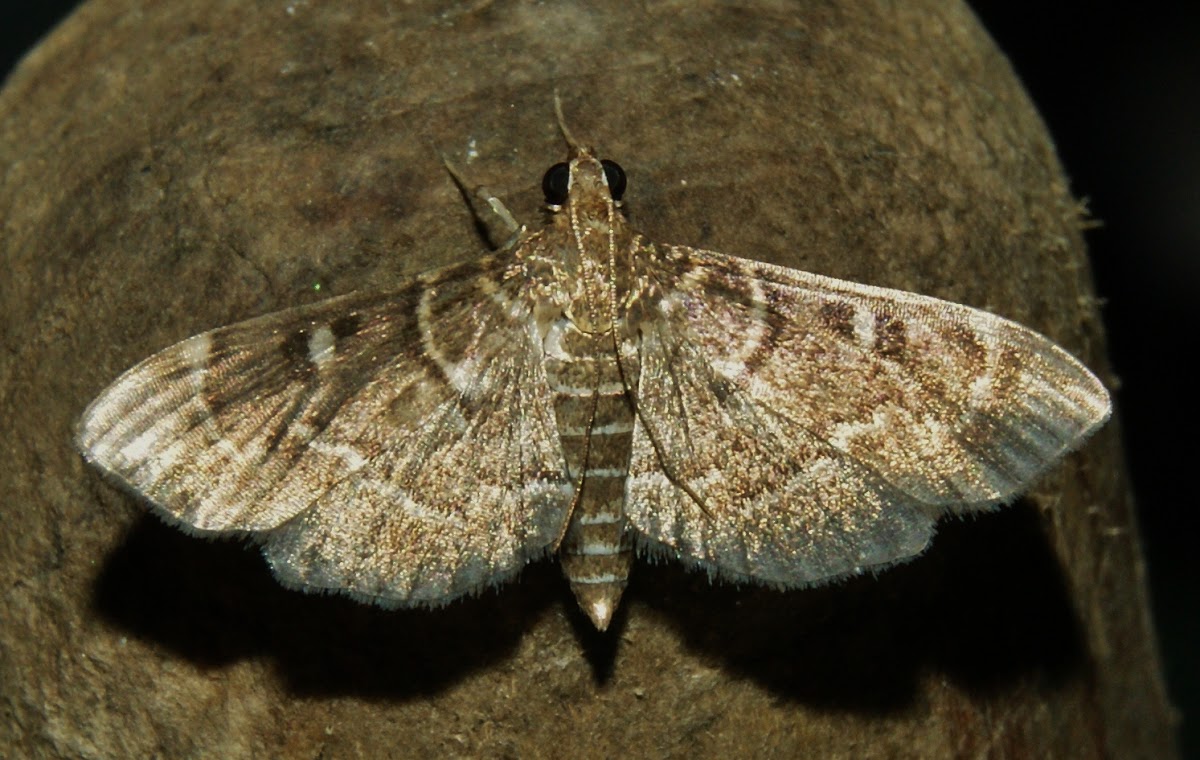 Cryptobotys zoilusalis