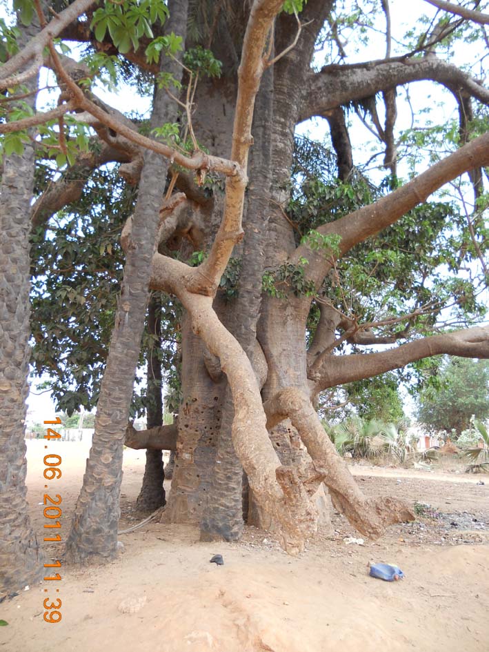 Baobab